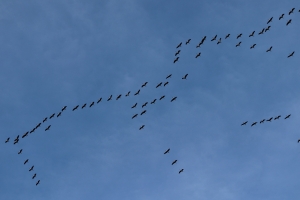 DWD Hochsaison des Vogelzuges