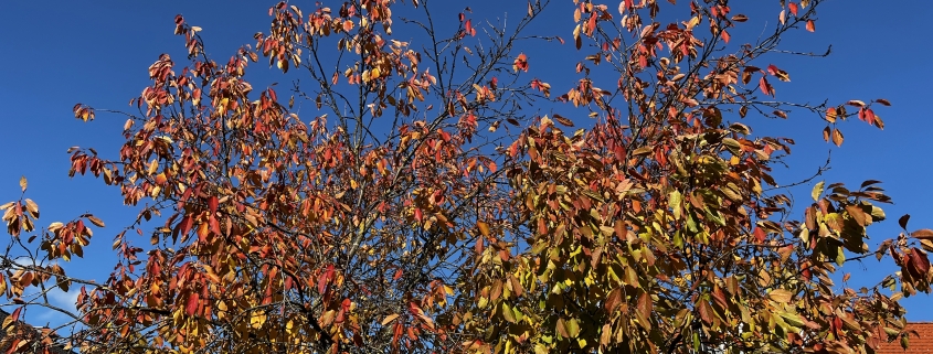 DWD Kunterbunte Blaetter im goldenen Oktober