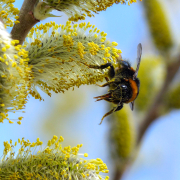 Wie wirkt sich das Winterwetter auf Insektenpopulationen aus