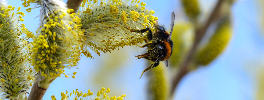 Wie wirkt sich das Winterwetter auf Insektenpopulationen aus